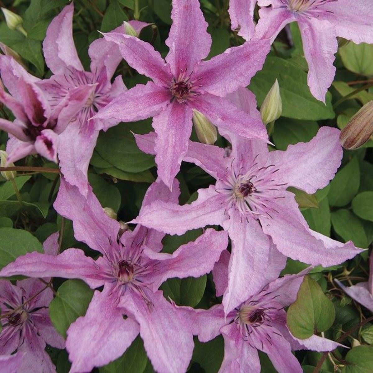 Clematis Hagley Hybrid has large, speckled, subtle shell-pink to mauve flowers that become lighter as they age.  You can grow this clematis in the ground or in a container.