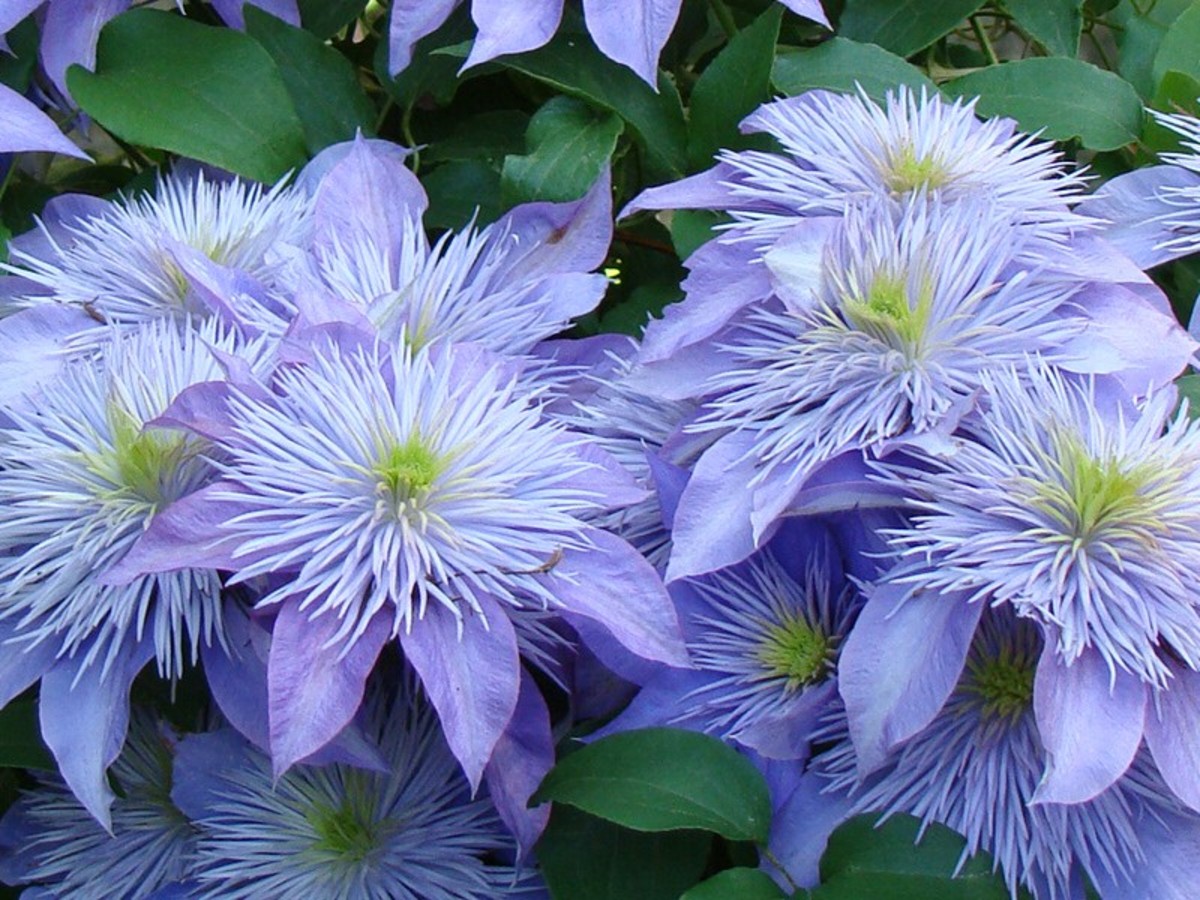 How To Grow Healthy Abundantly Blooming Clematis Flowers Dengarden Home And Garden