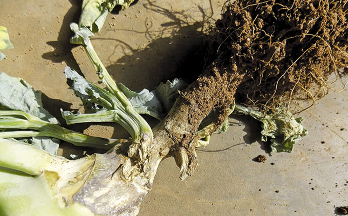 Blackleg is one of several diseases  that can detrimentally affect your ornamental cabbage and kale, and there are no resistant varieties. It can only be managed and prevented with proper maintenance. 