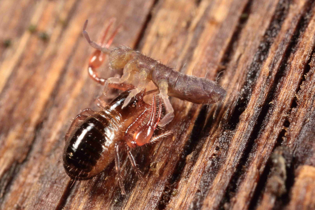 Pseudoscorpions feed on a variety of insects, along with arthropods. In this photo, the pseudoscorpion is feasting on a springtail