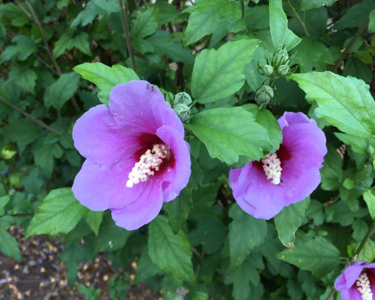 This is an example of Hibiscus syriacus Blue Bird, which is a Rose of Sharon, but it is also referred to as a blue hibiscus. Yes, it is all very confusing to many people.