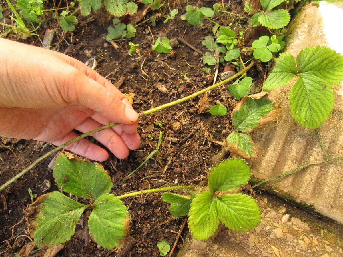 Garden strawberry plants are all linked together with vine-like stalks. These need to be cut before removing a plant from the earth.