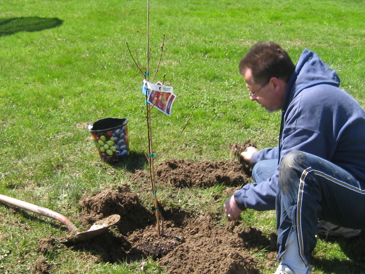 Planting a young peach tree