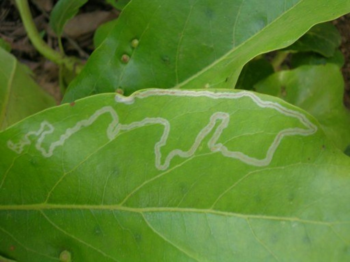 How to Get Rid of Leaf Miners