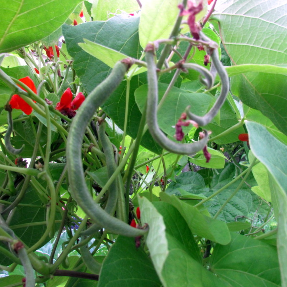 Runner Beans Pods.