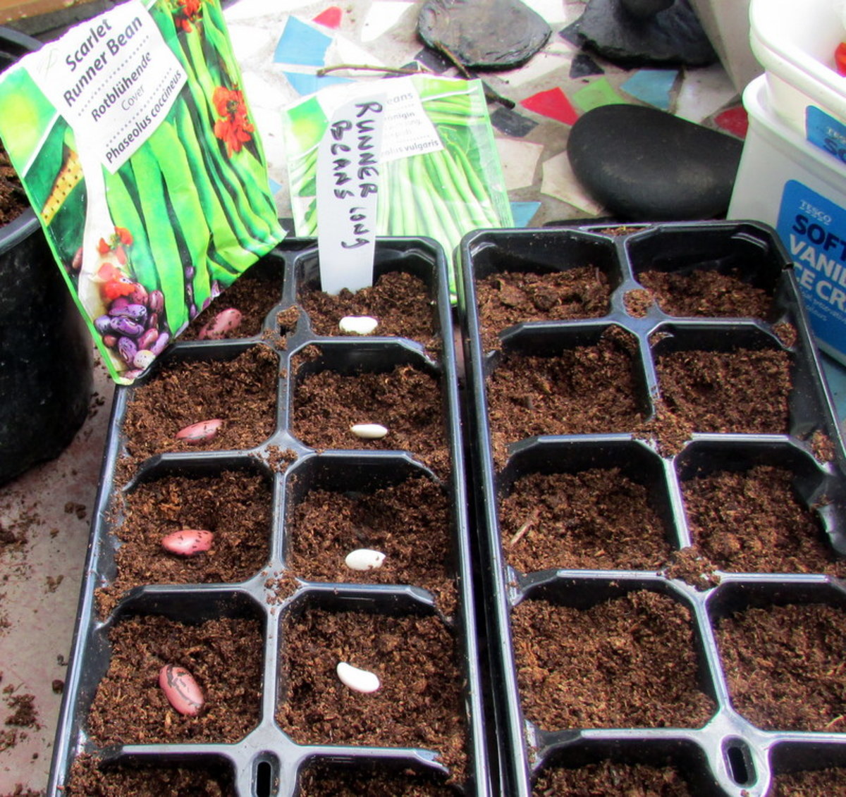 How To Sow Plant And Grow Runner Beans From Seeds In The Garden 