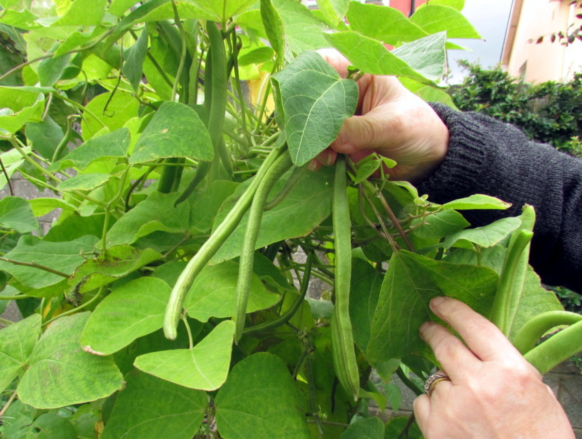 Planting, growing and harvesting runner beans in the garden.