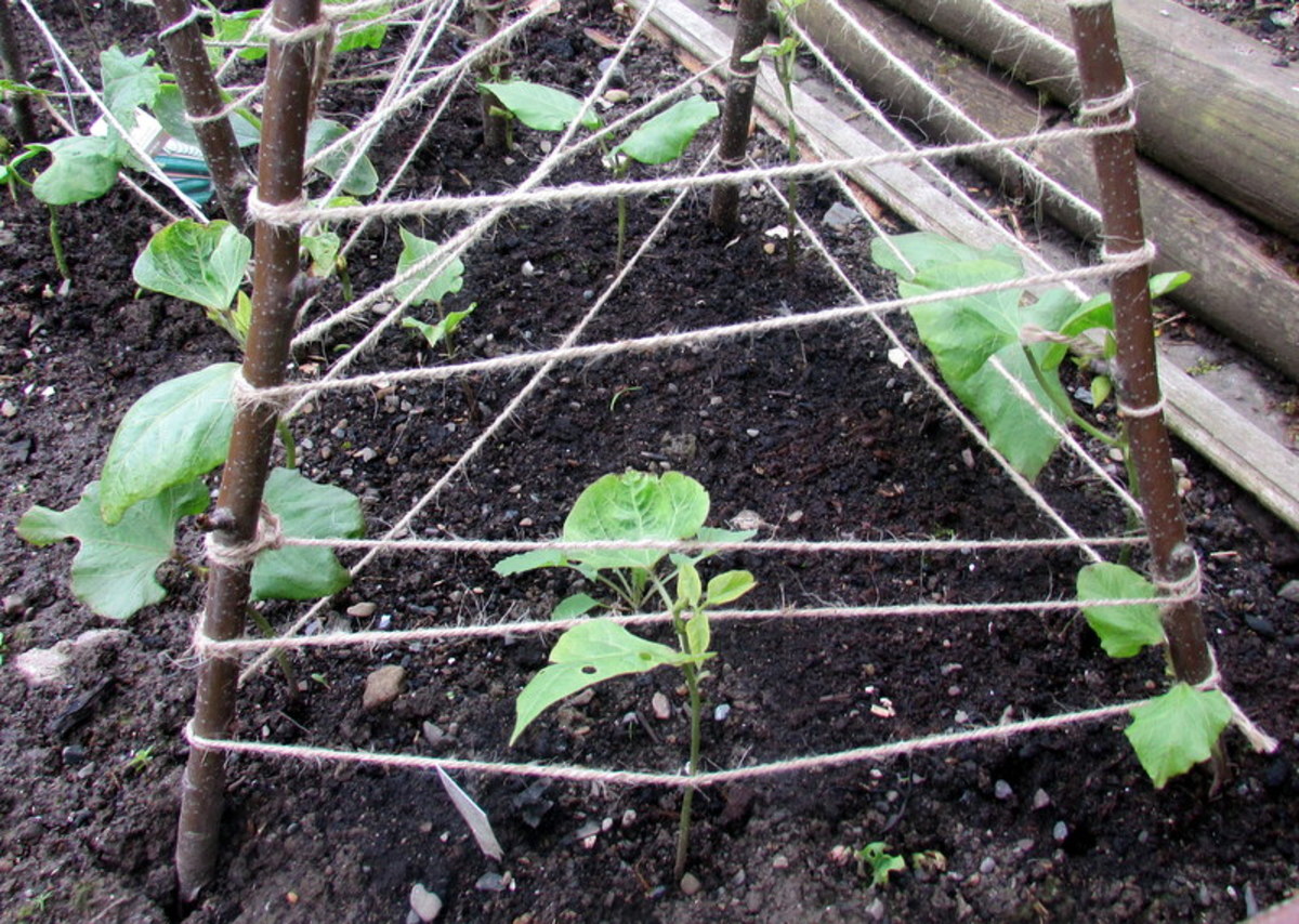 How to build a wigwam support for runner beans
