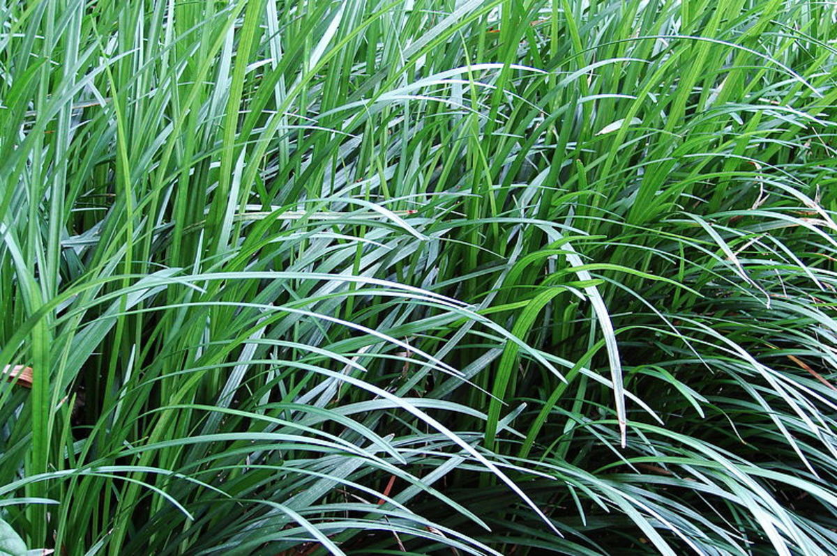 Monkey grass is actually a perennial with grass-shaped leaves.