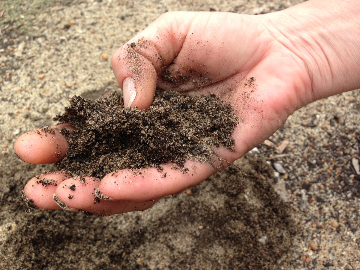 Sandy soil.  You can usually tell if you have sandy soil just by feeling of it.