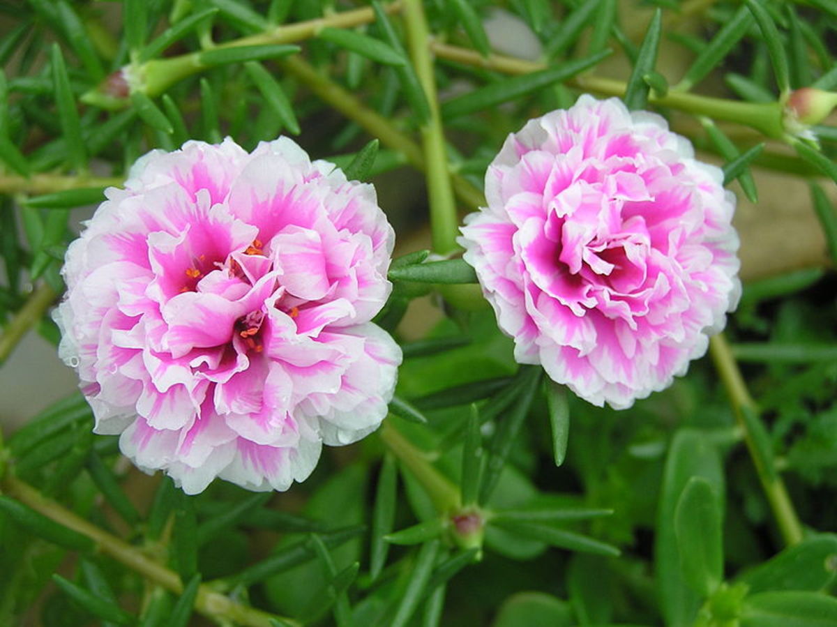 Double flowers.  They remind me of antique roses.