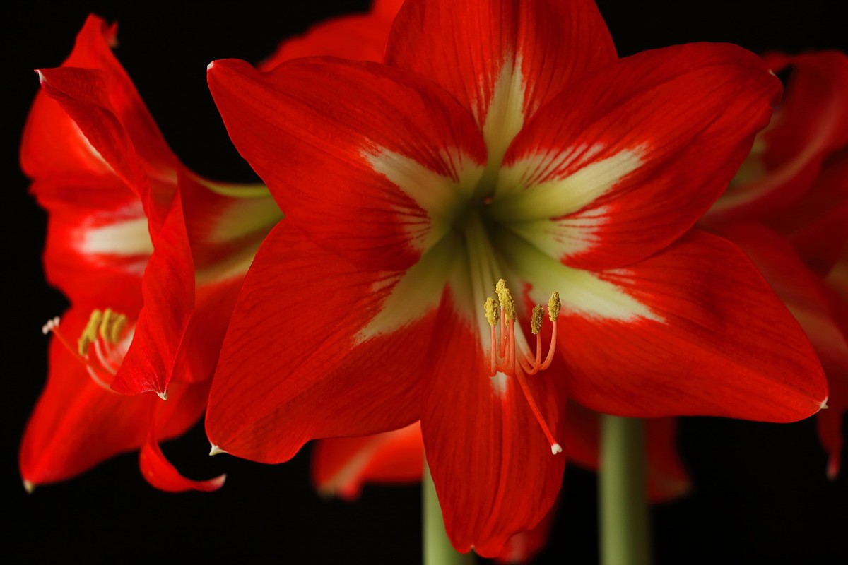 spacing your amaryllis plant the key to a beautiful and healthy garden