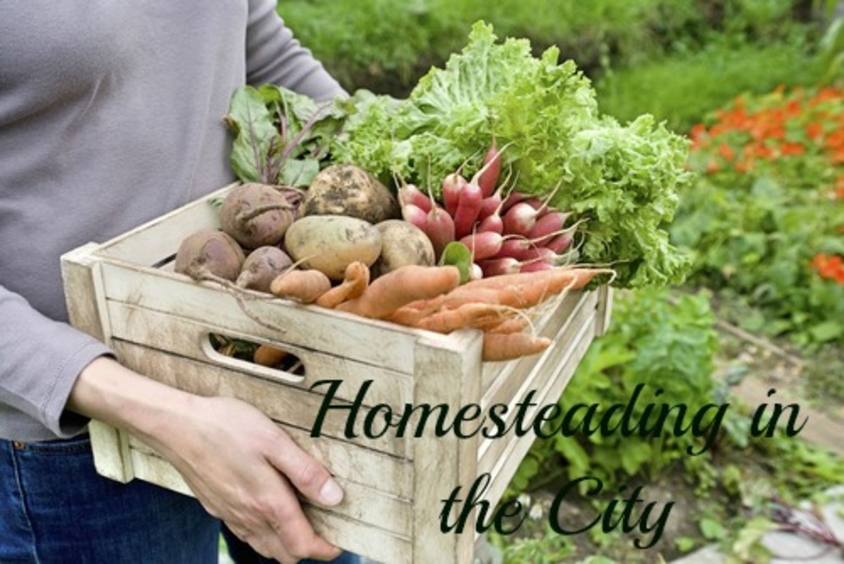 how-to-homestead-while-living-in-the-city