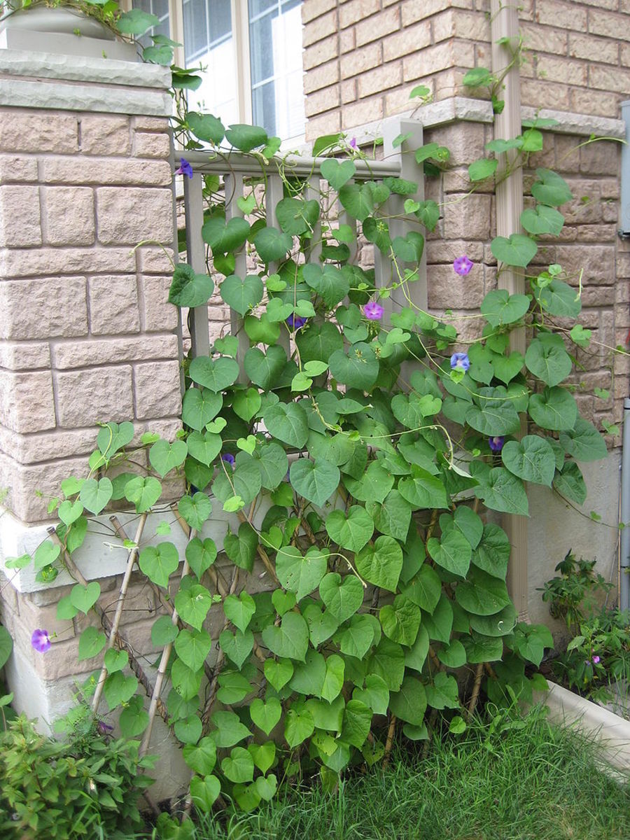 Morning glory vines will climb walls if you provide a trellis for them to climb