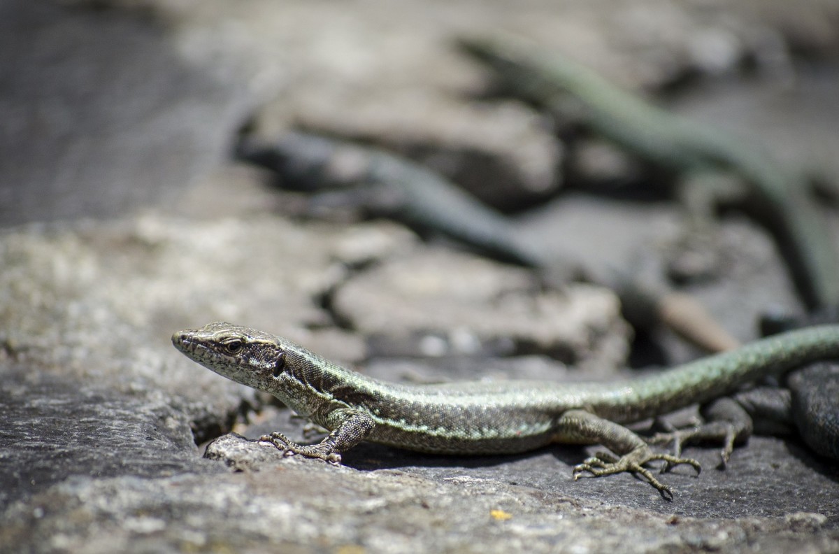 Encourage lizards with creating rock gardens or stacking lumber nearby.