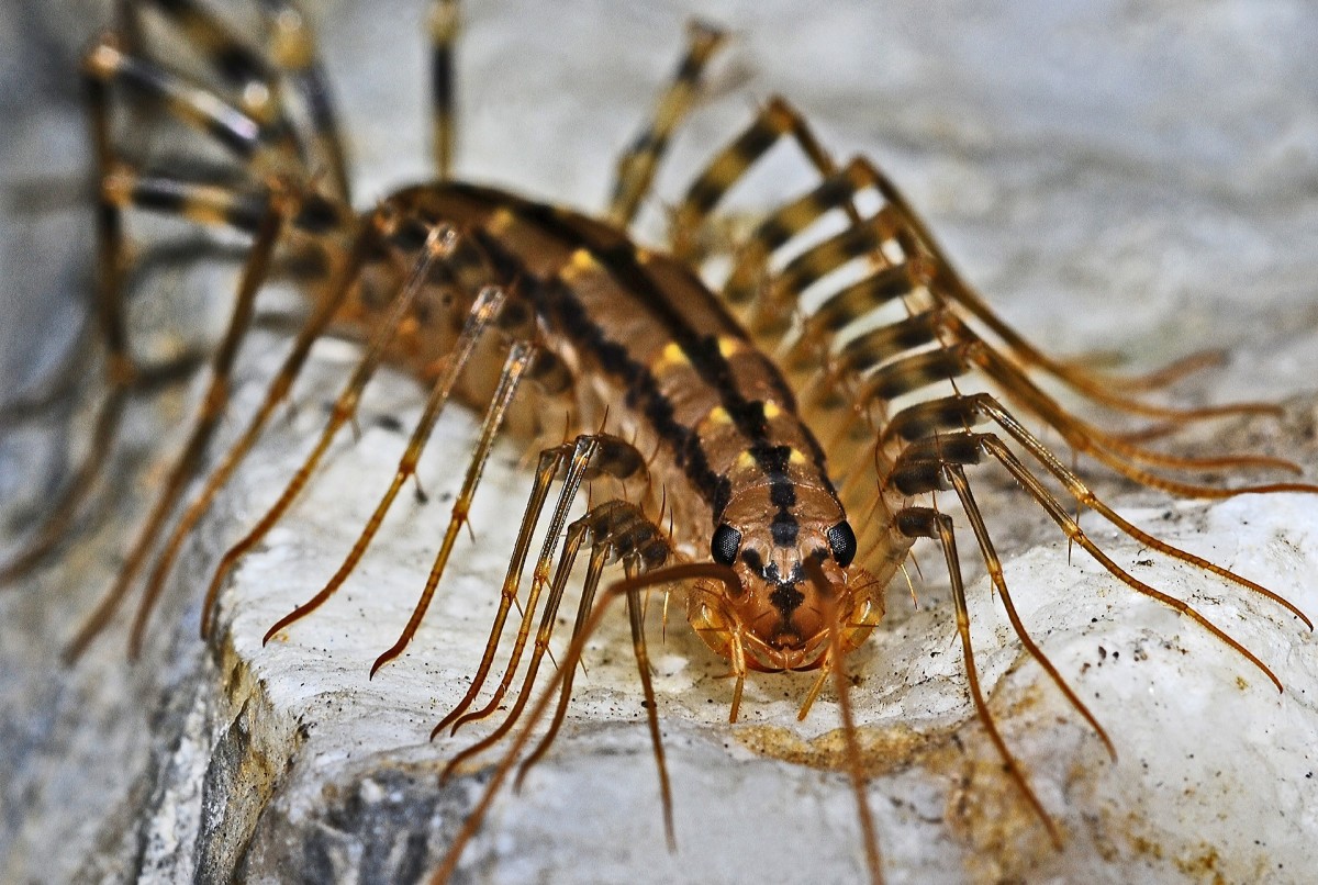 Carnivorous centipedes will eat up a lot of nasty critters.