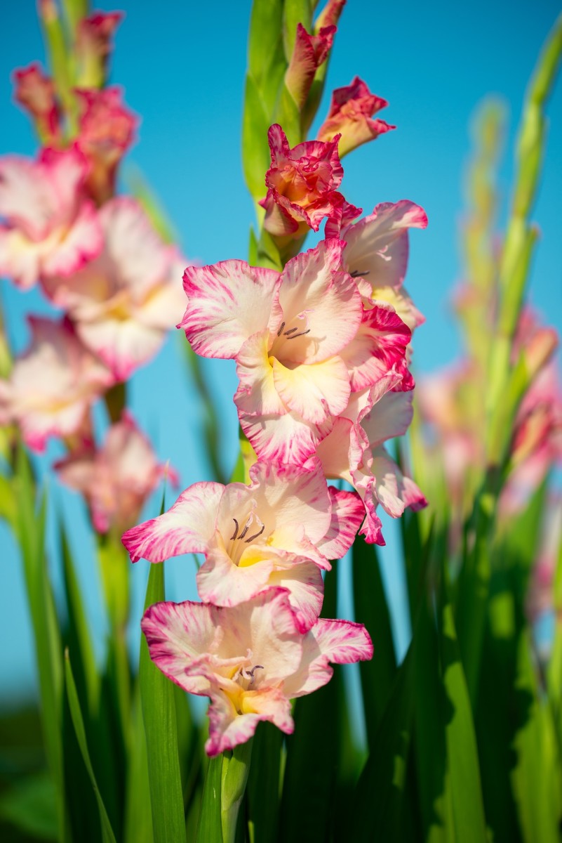 Gladiolus is an example of a corm.