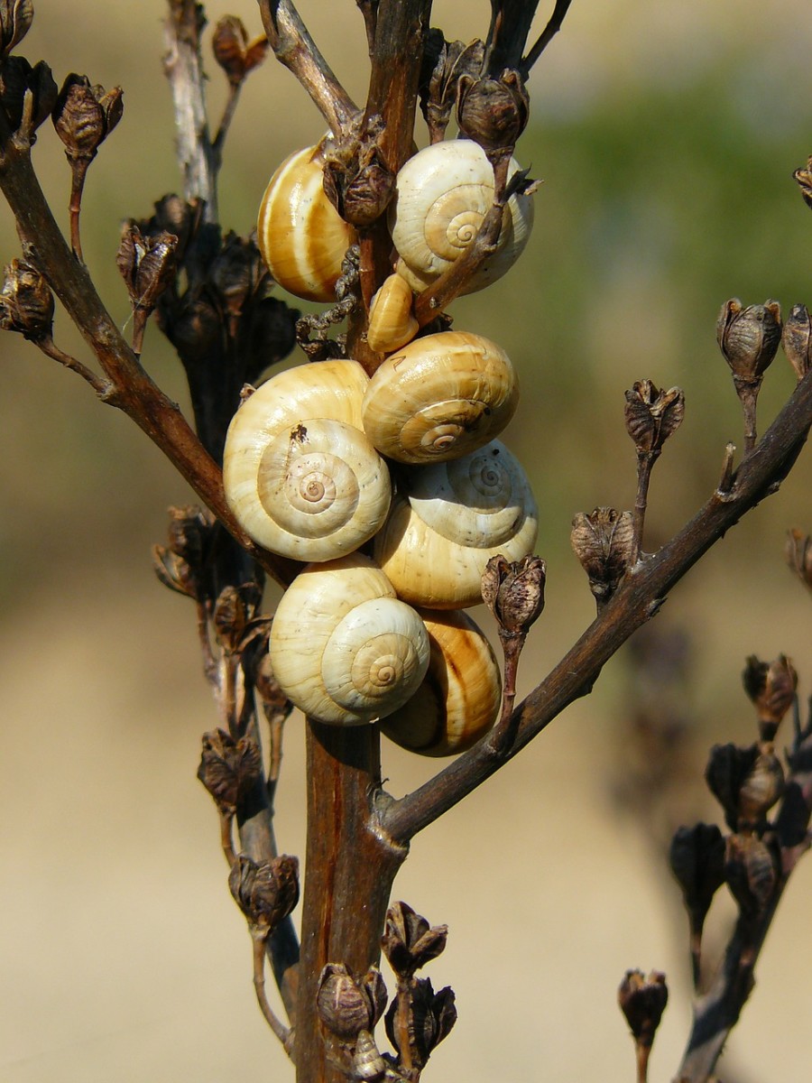 Yuck! This plant is infested with snails.