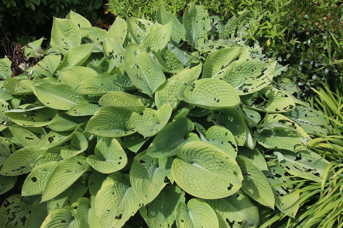 This hosta plant was attacked by slugs.