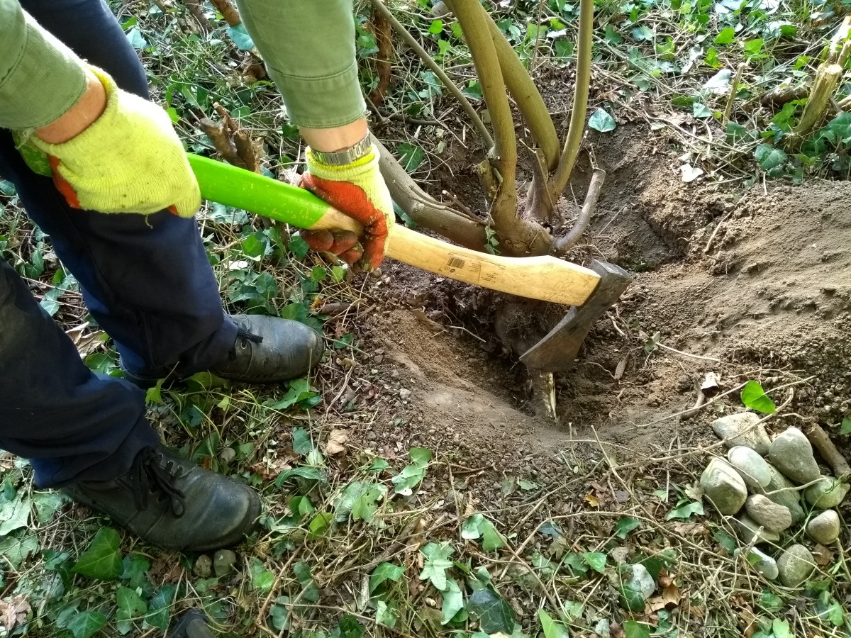 An axe can be used to cut roots