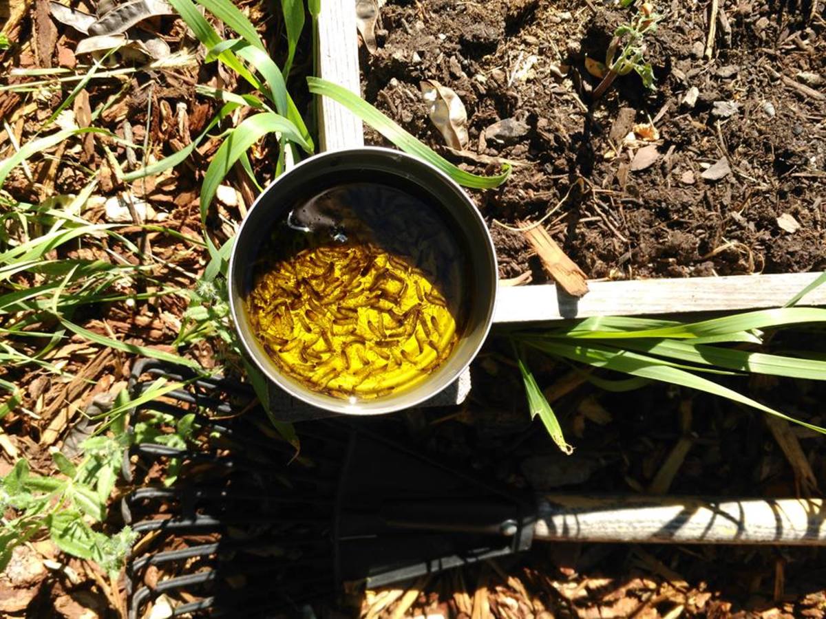 Control Earwig Damage in Your Vegetable Garden - Dengarden - Home and