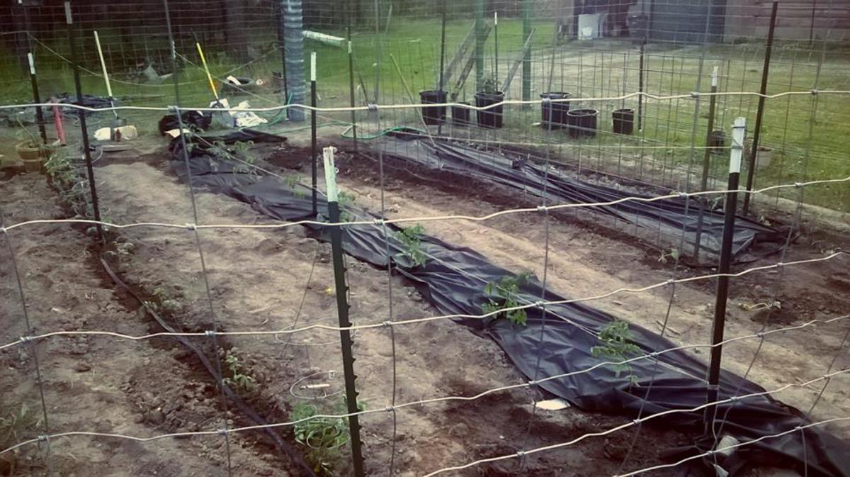 Using the Florida weave method is popular for gardeners who grow tomatoes in rows.