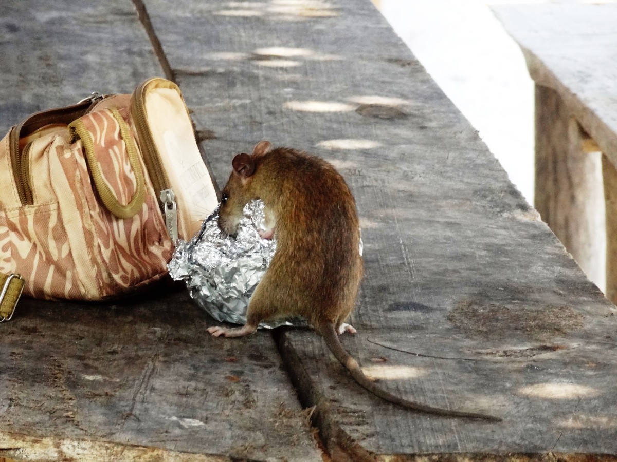 Make a No Kill Mouse Trap with a Toilet Paper Roll 
