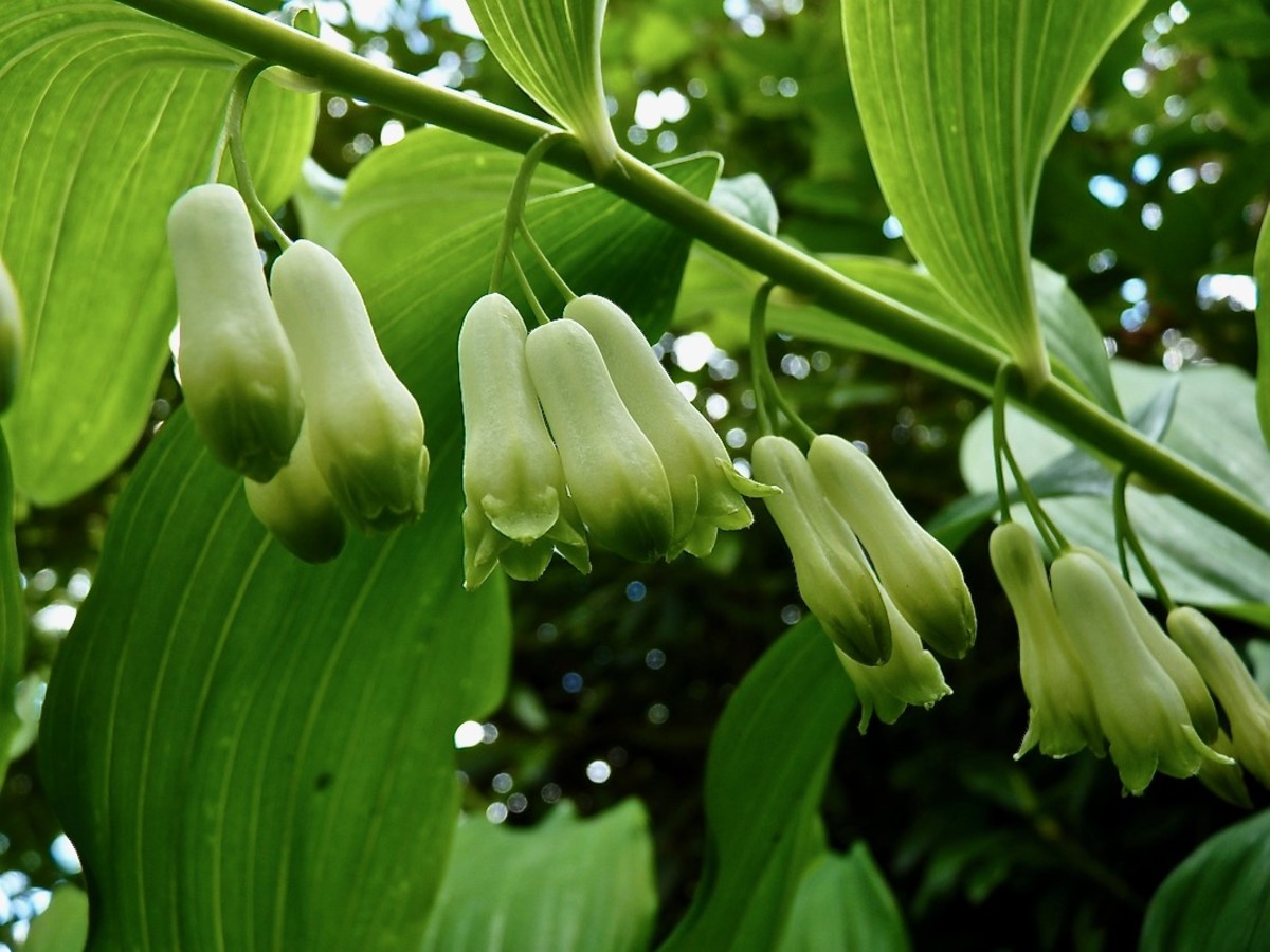 A close-up of true Solomon's Seal blooms.