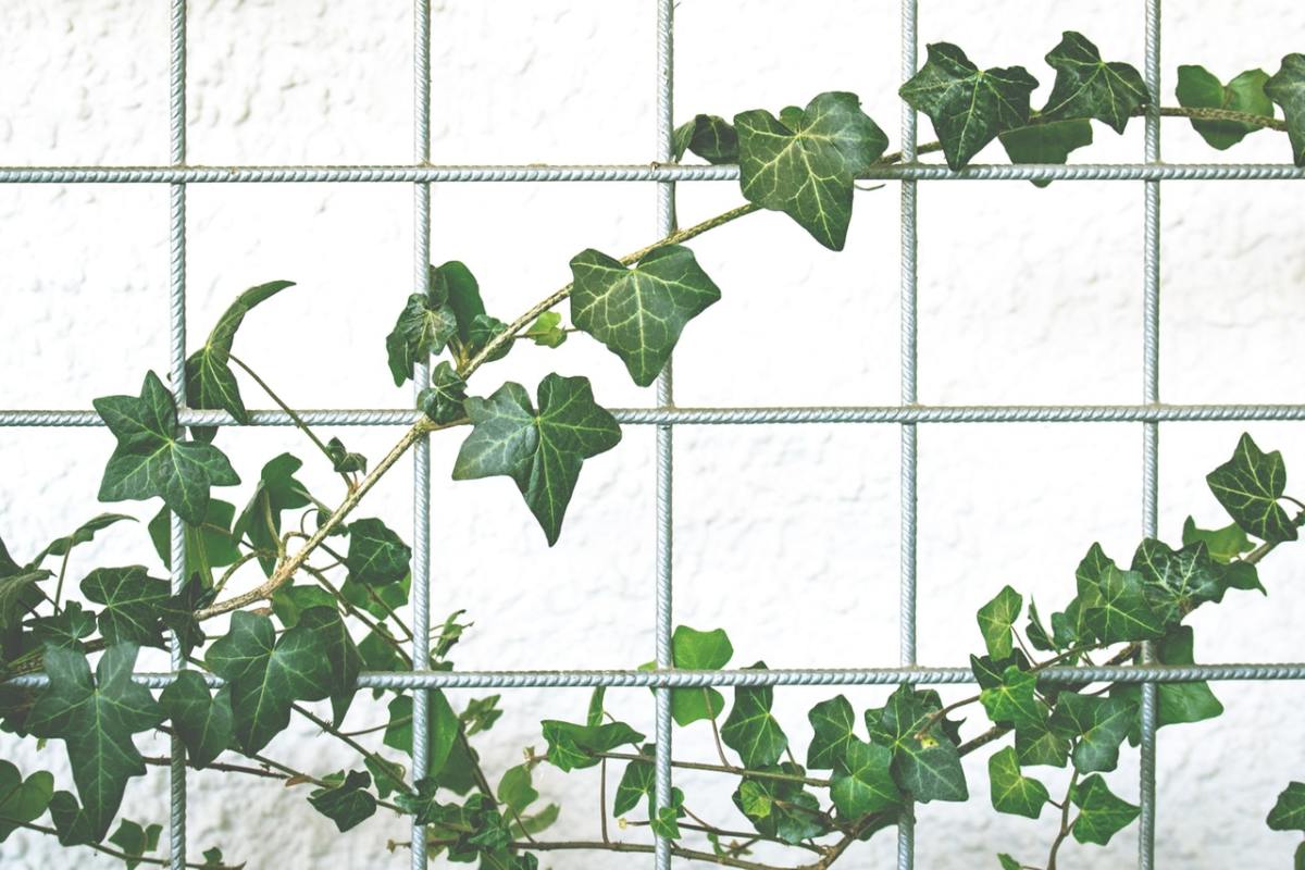 English ivy promotes better rest by reducing airborne mold.