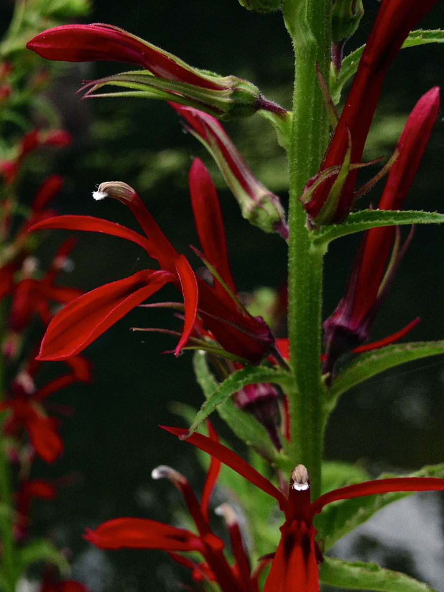 Cardinal flower blossoms are too narrow for bees or other insects to pollinate.  They rely on hummingbirds for pollination.