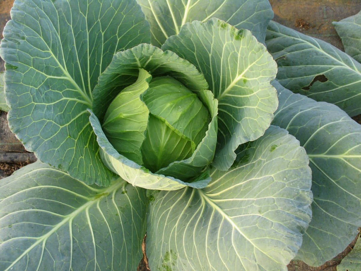 how-to-grow-cabbage