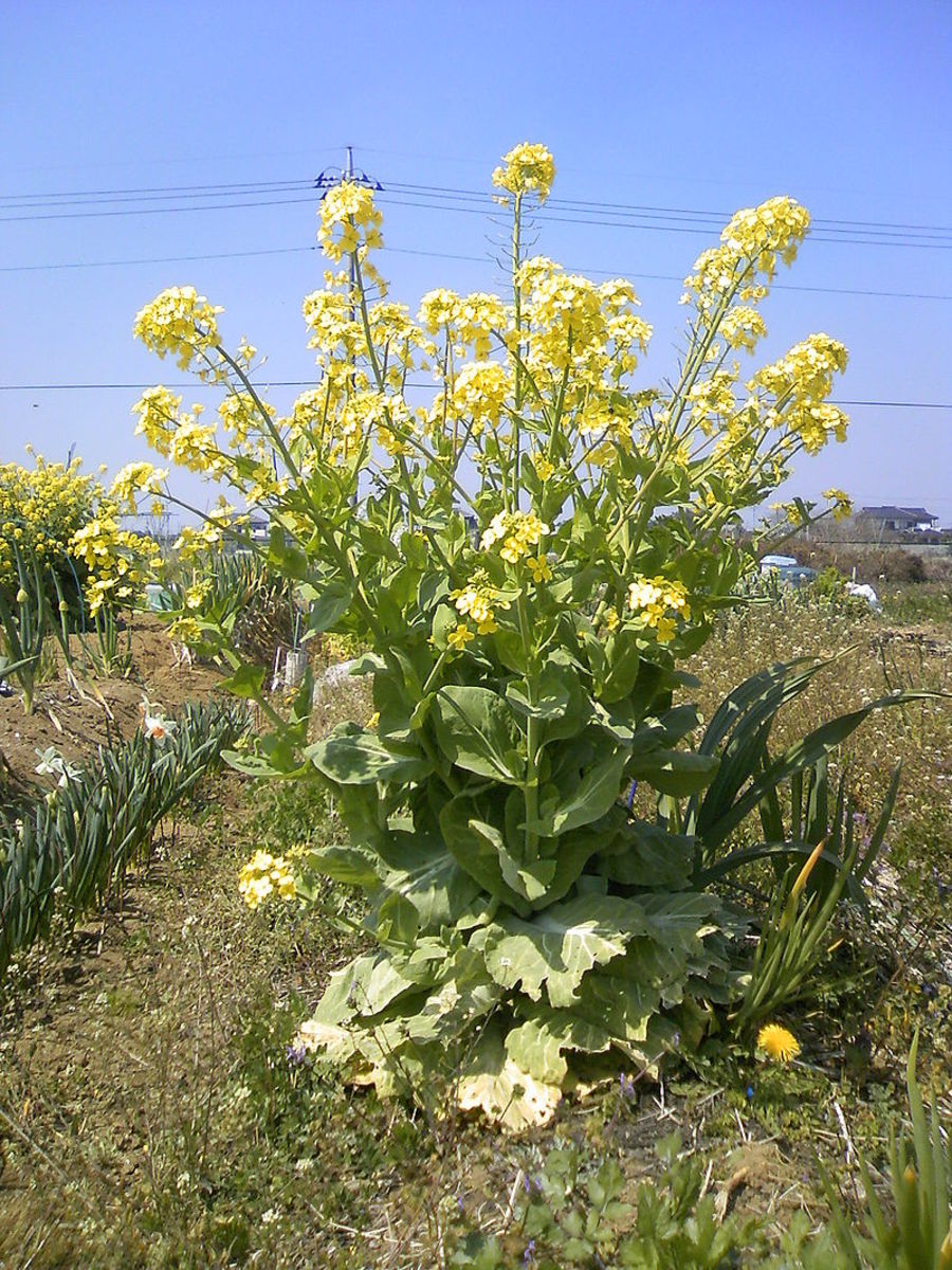 Cabbage flowering during its second year of growth.