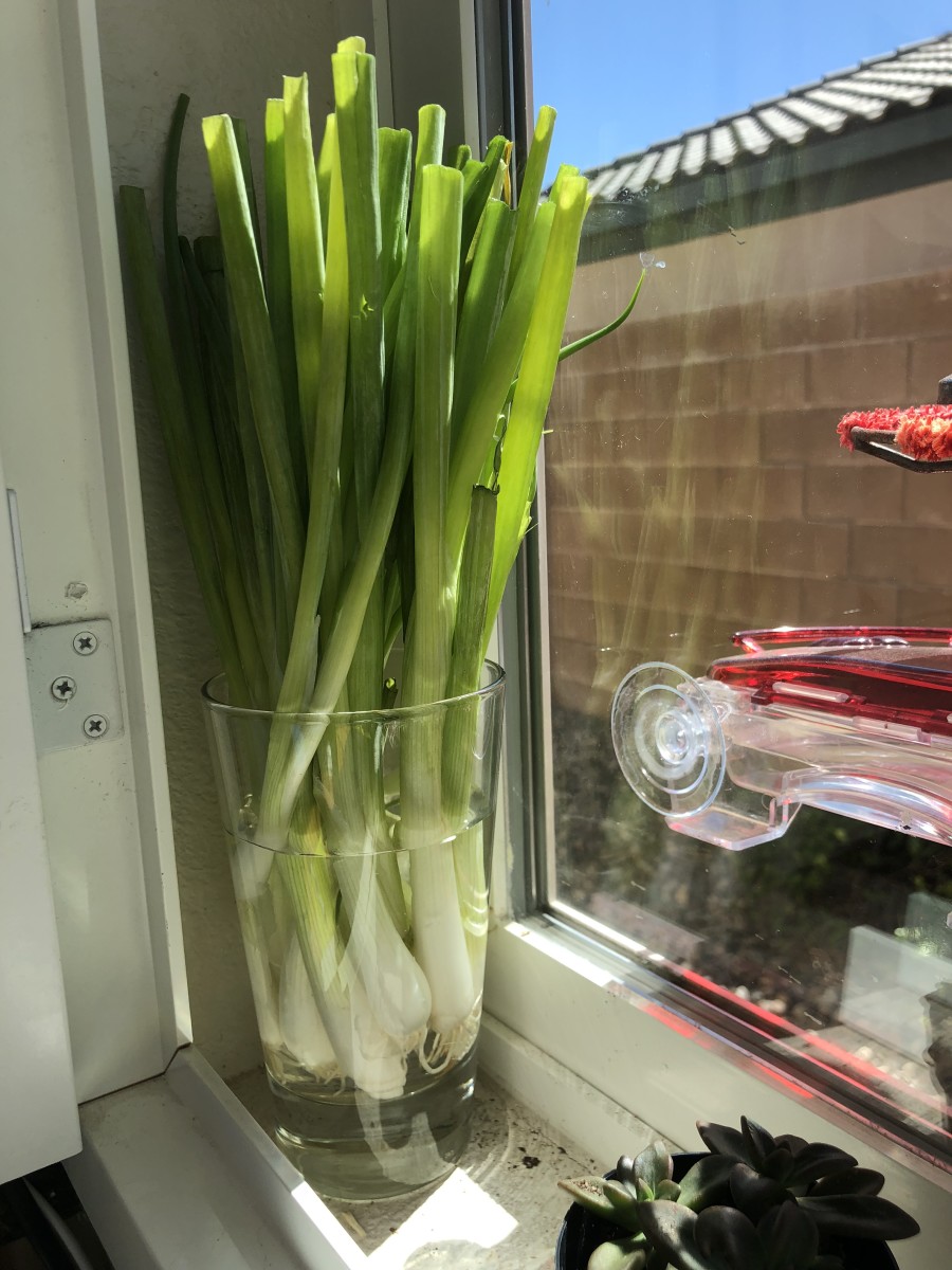 Regrowing green onions in a windowsill. 