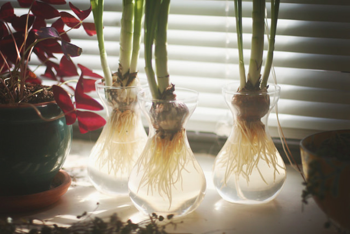 They bulb forcing vases make it very easy to for them to sprout and bloom.