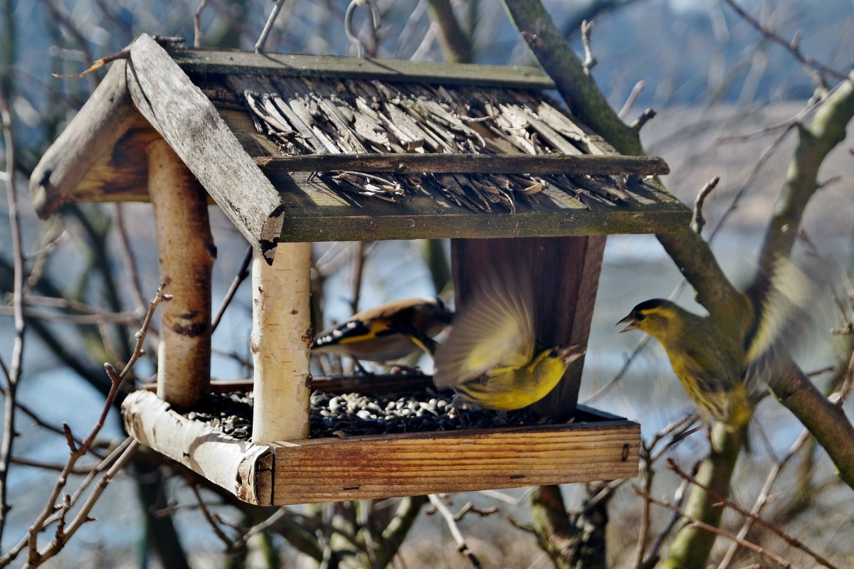 Tips and Tricks for Attracting Birds to Your Yard