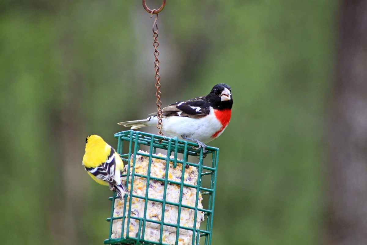 Suet cakes help keep birds thriving during the harsh winter months.