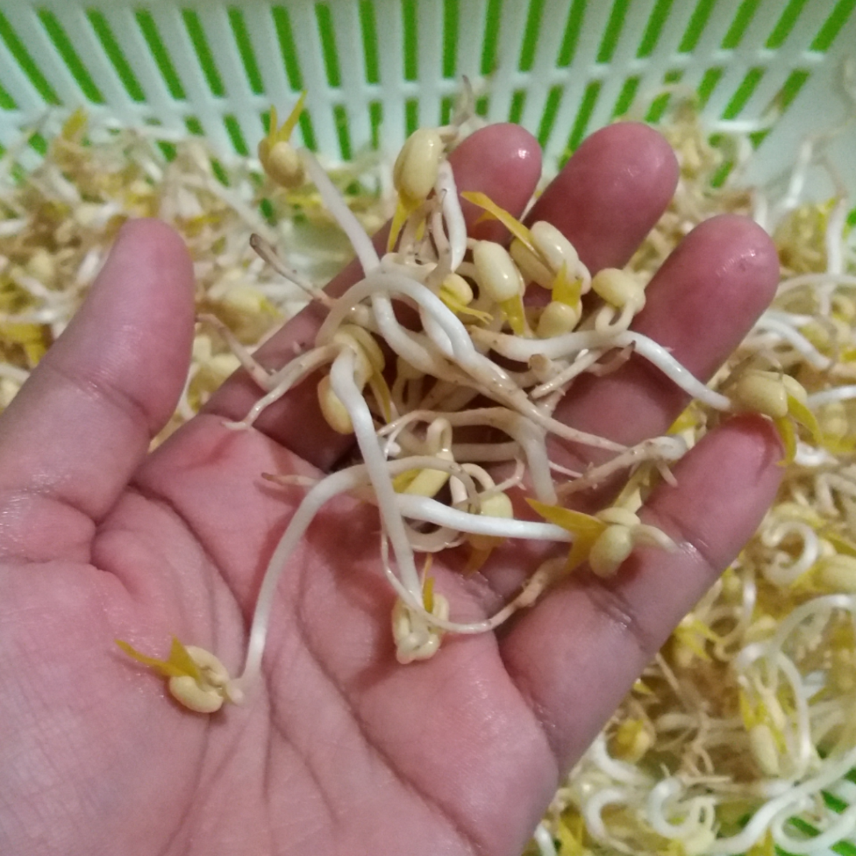 How to grow thick mung bean sprouts.