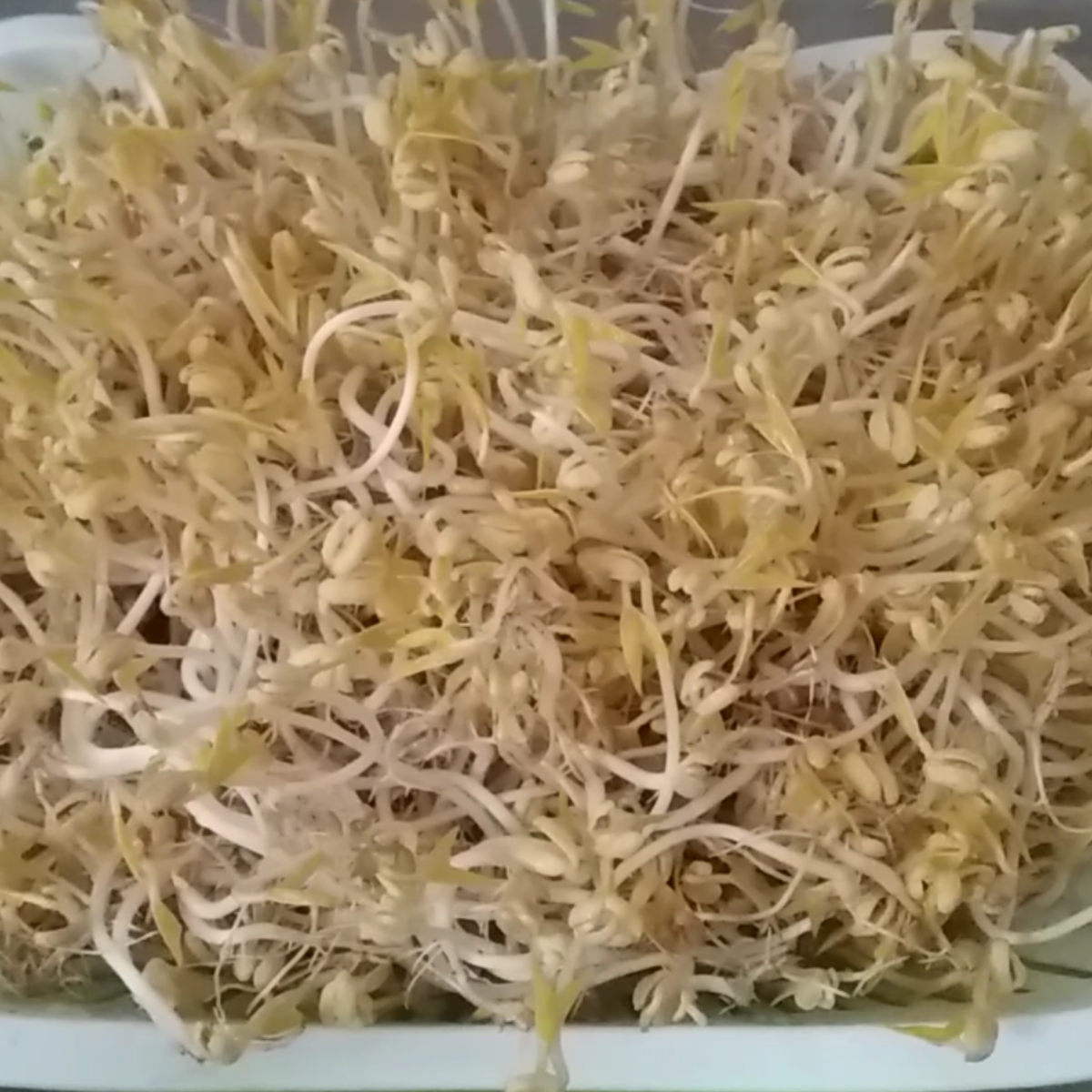growing mung bean sprouts