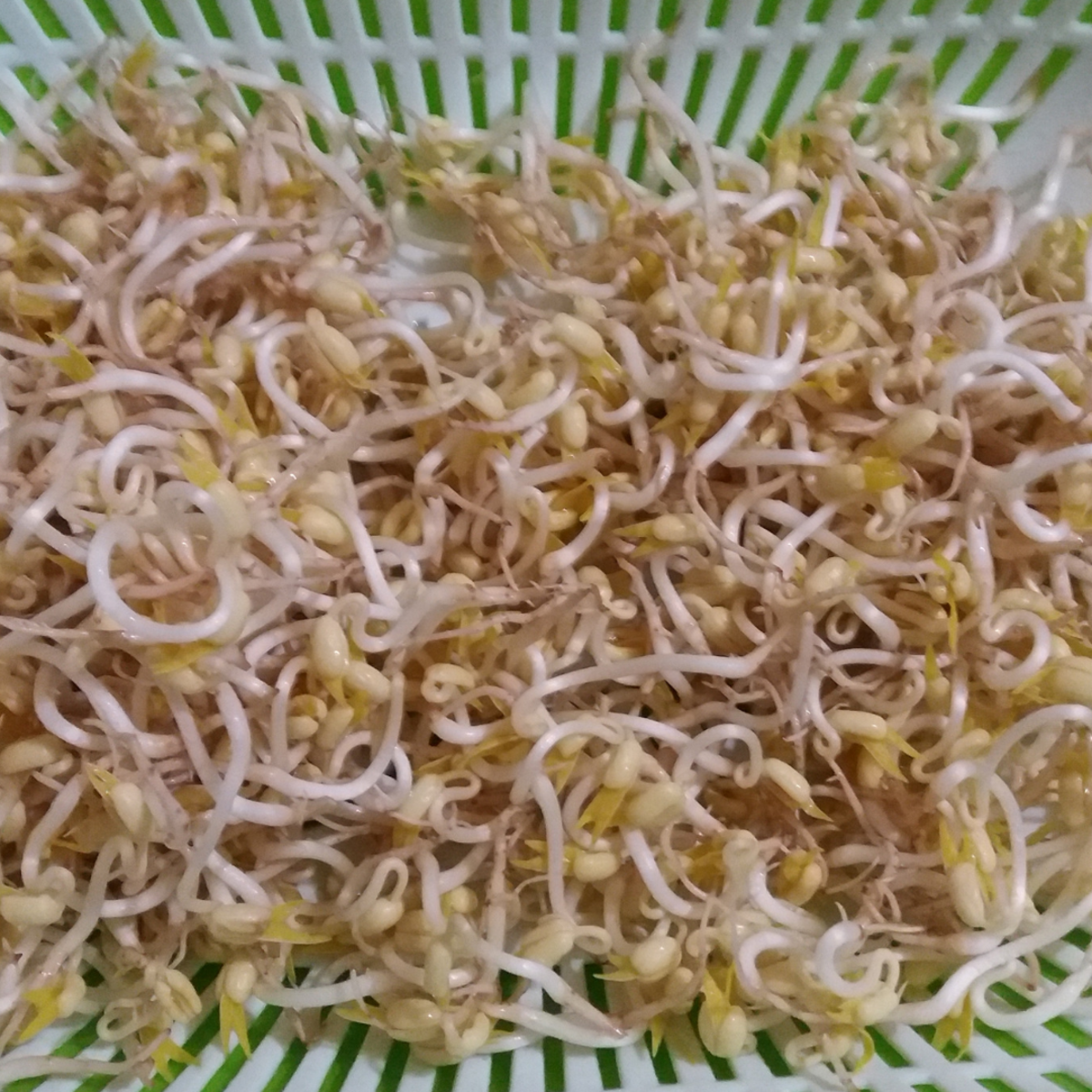 How to grow bean sprouts without roots.