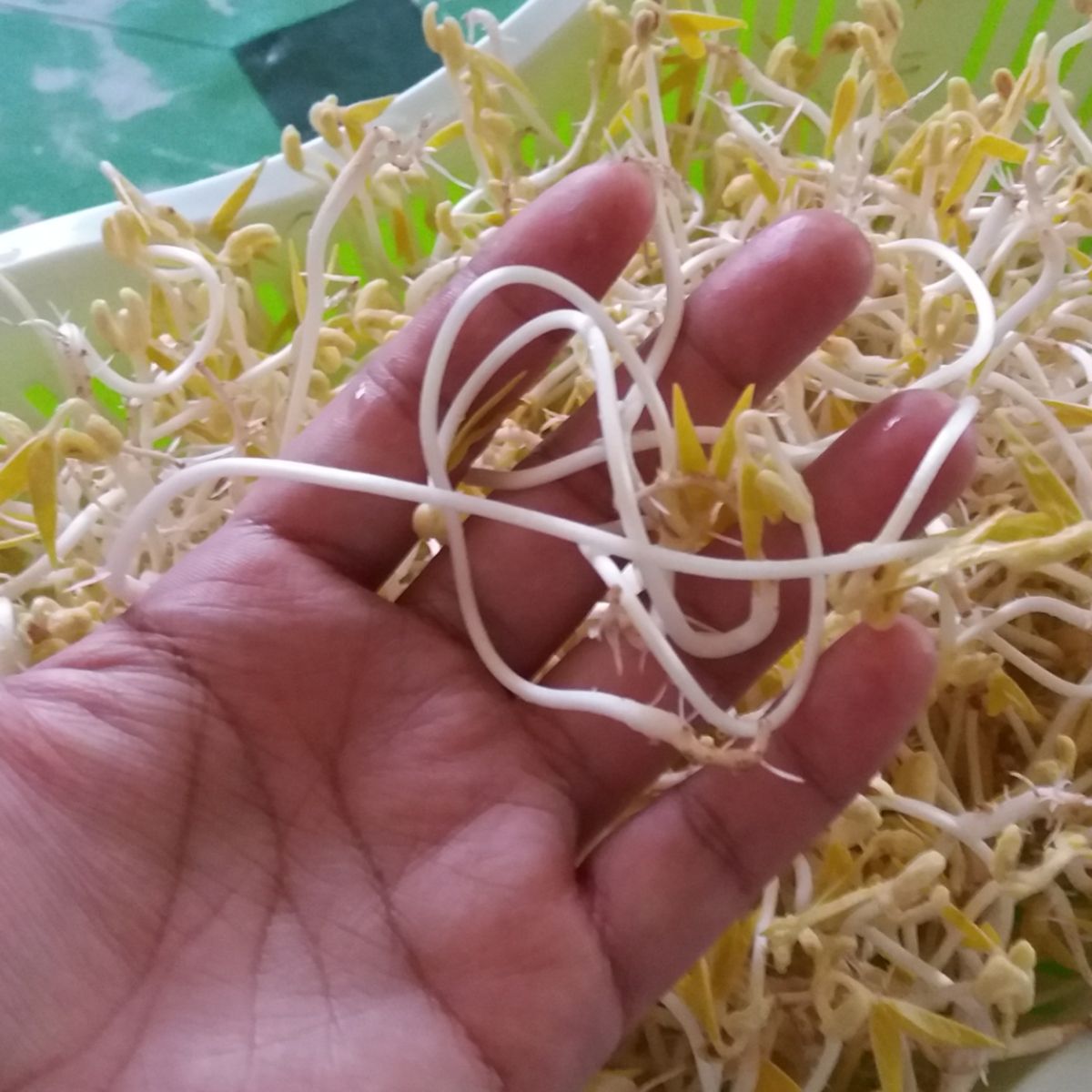 Mung bean sprouts growing.