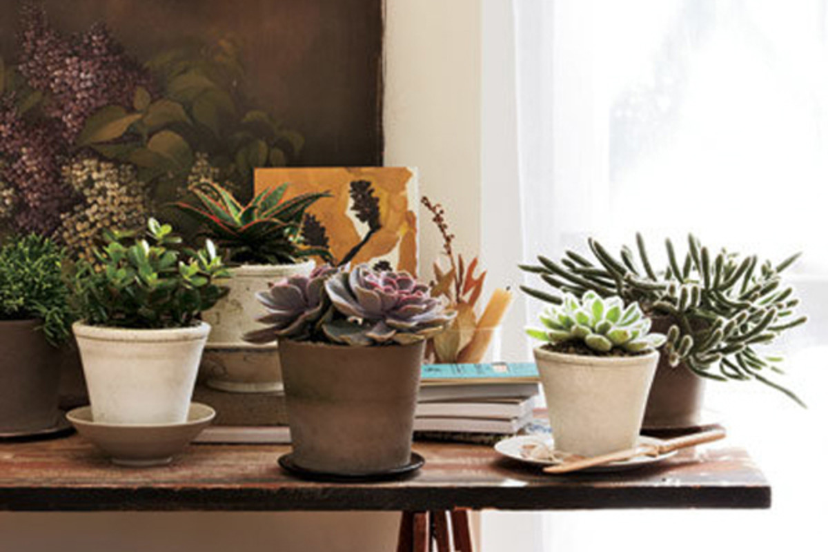 How to Care for Succulents During the Winter - HubPages