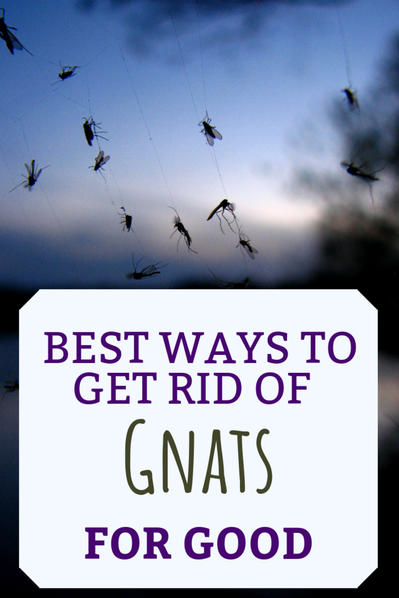 What Causes Gnats In The House Store Cityofclovis