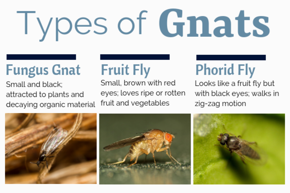 The gnats you commonly find in your home are likely fungus gnats, fruit flies, or drain flies (phorid flies).