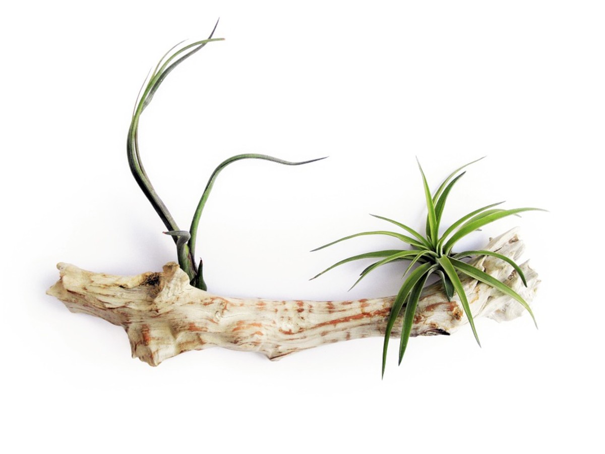 Air plants wired to a log