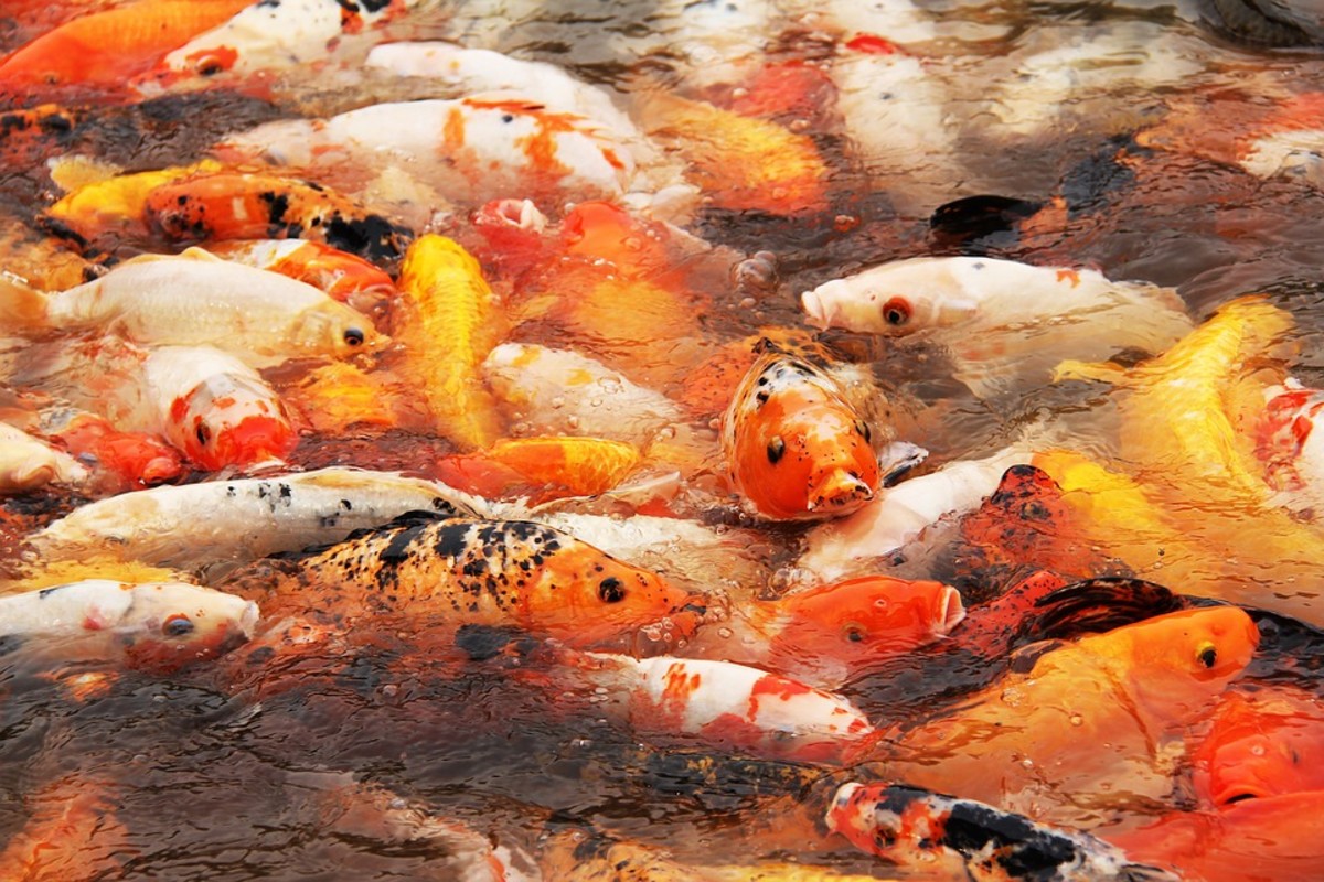 When koi gasp near the surface, it's a big sign that oxygen levels are too low. 