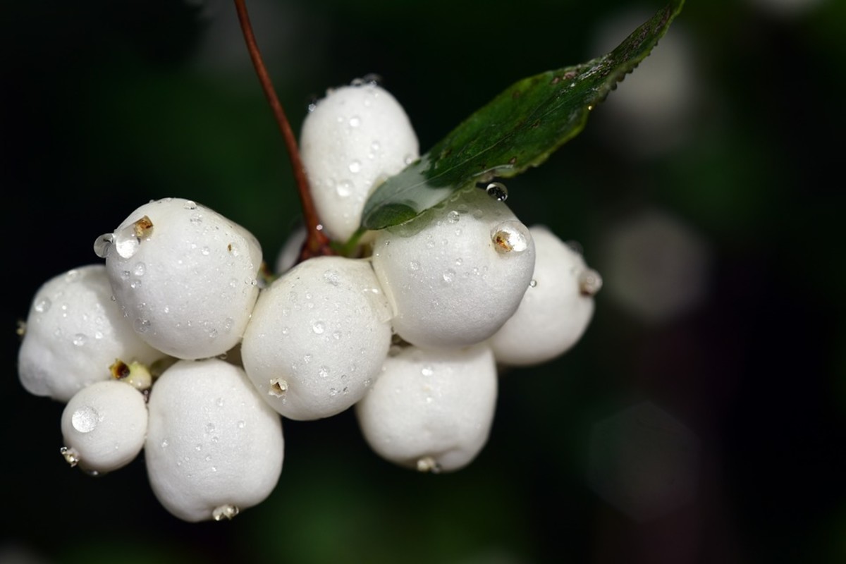 How to Grow Snowberries for Winter Interest