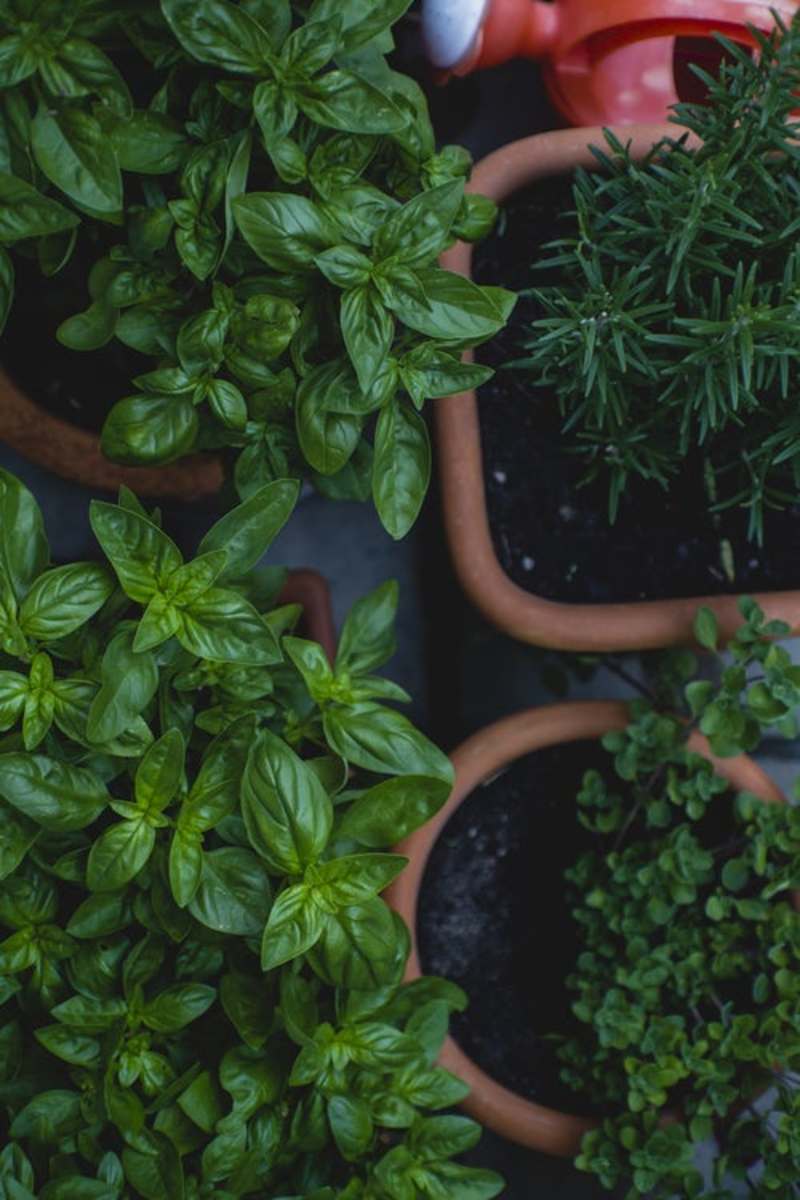Herbs are the perfect addition to smaller spaces, because they don't need much room to grow. 