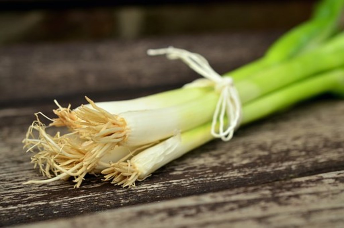 Green onions grow best indoors when given 8-10 hours of sunlight per day. 
