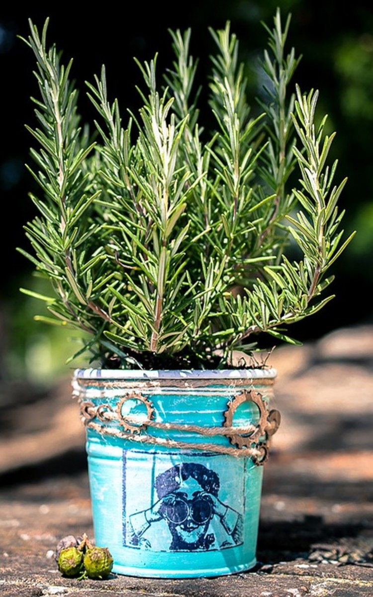 Add fragrance and flavor to your kitchen by growing rosemary at home.