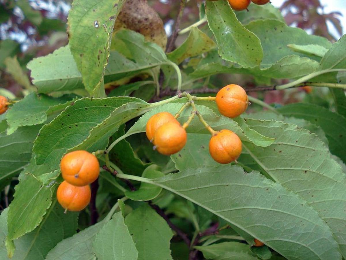 Initially, the berries are covered with orange capsules which open to reveal the berries inside.